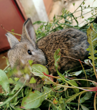 幼兔可爱的灰兔