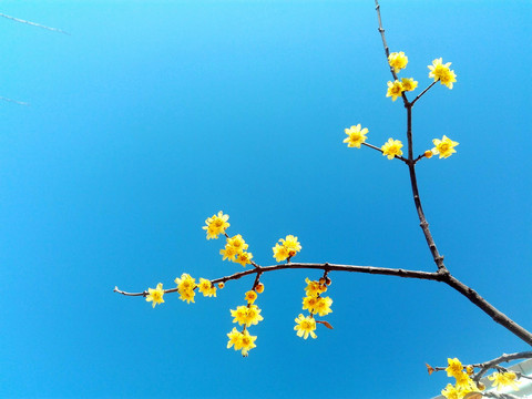 黄腊梅花