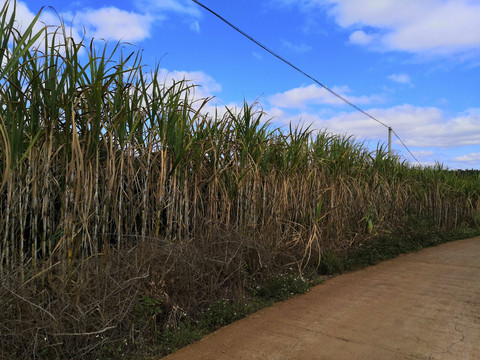 大片甘蔗林种植素材