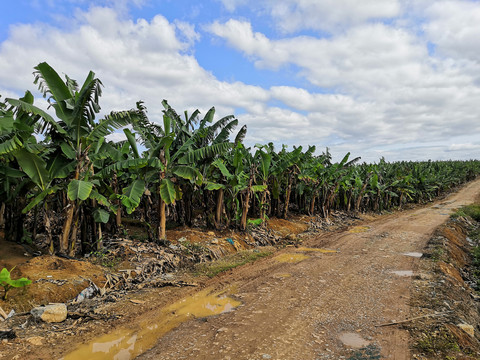 大片芭蕉林种植素材
