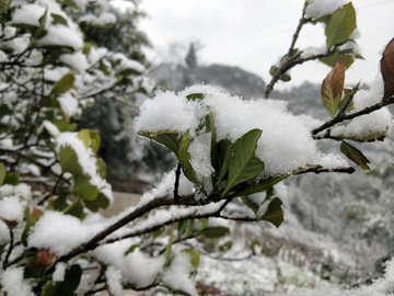 雪景