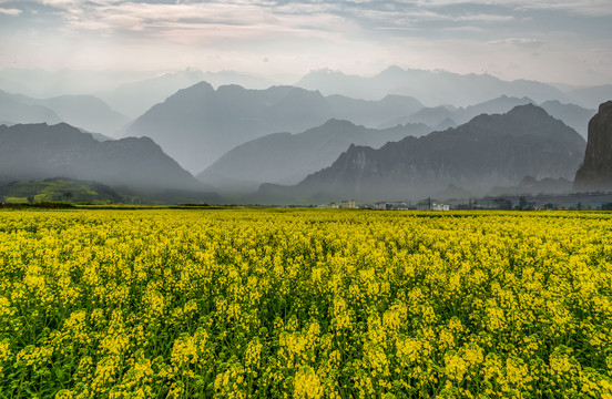 油菜花海景观