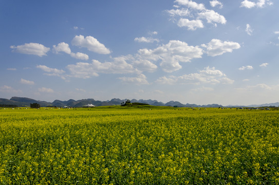 油菜花海