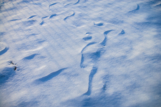 雪地