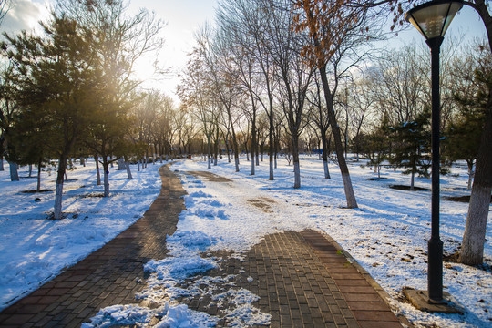 雪地阳光