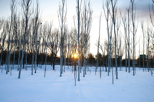 阳光雪地