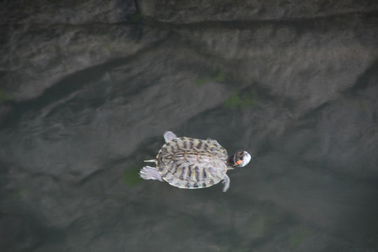 游泳的小乌龟