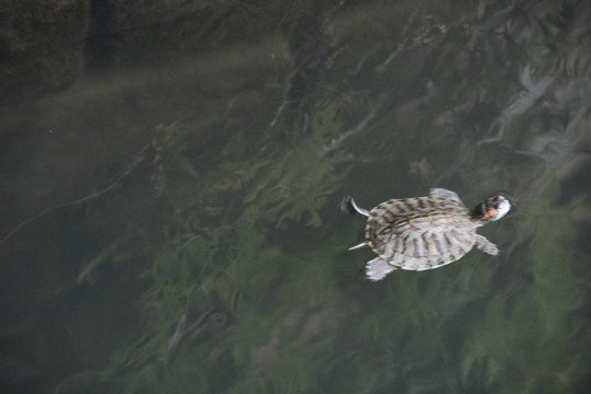 游泳的小乌龟
