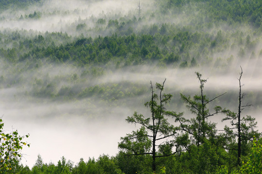雾漫山林