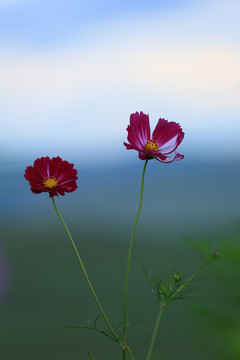 格桑花