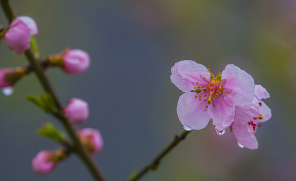 水珠桃花