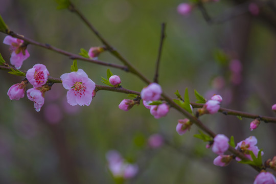 水珠桃花