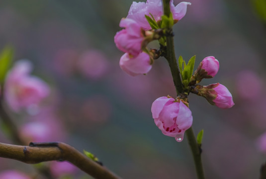 水珠桃花