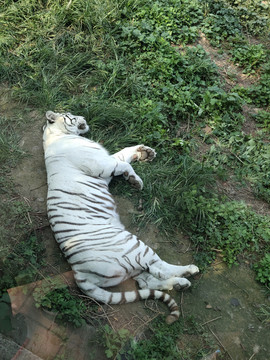 白虎白老虎睡觉的老虎