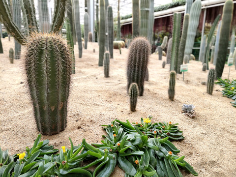 仙人柱仙人棒仙人掌多肉植物