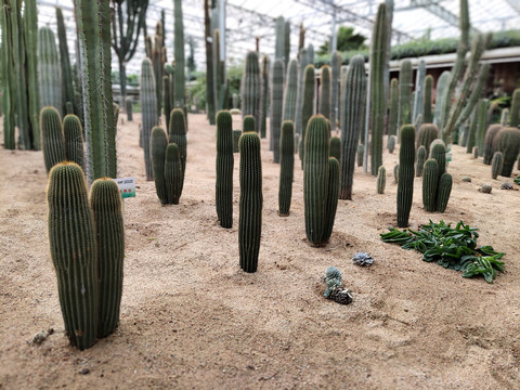 仙人柱仙人棒仙人掌多肉植物