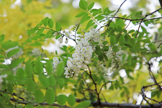 槐花