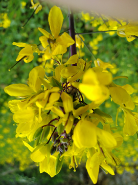 油菜花