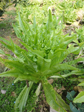 生菜 莴笋 青菜