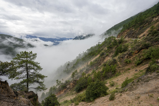 高山云雾