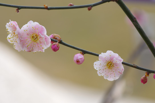 一枝梅花