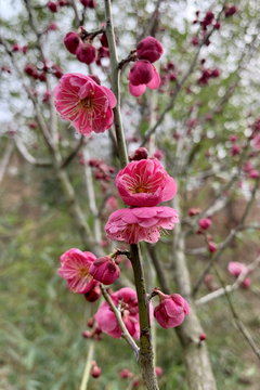 梅花