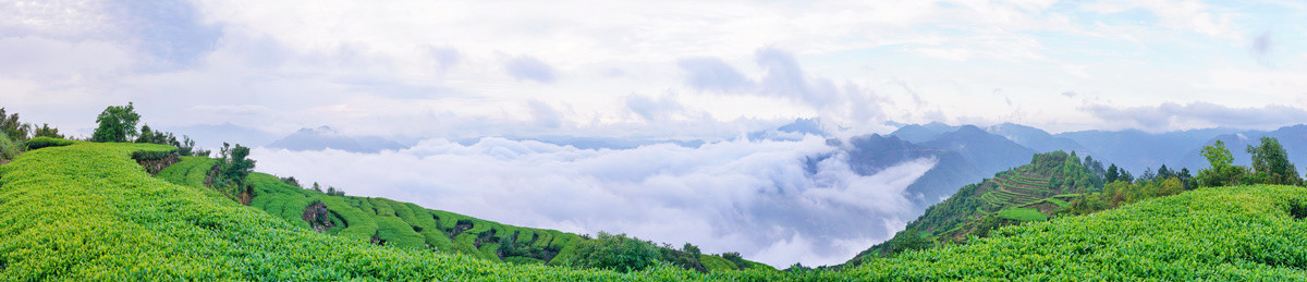 茶山