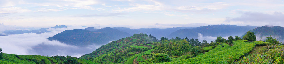 茶山