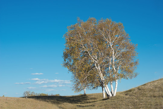 草原上的一棵白桦树