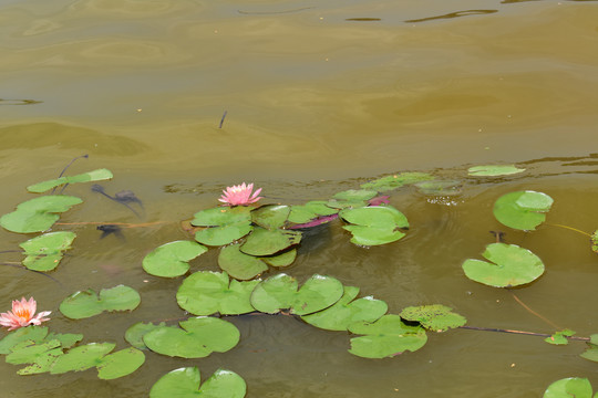 池水中的莲花