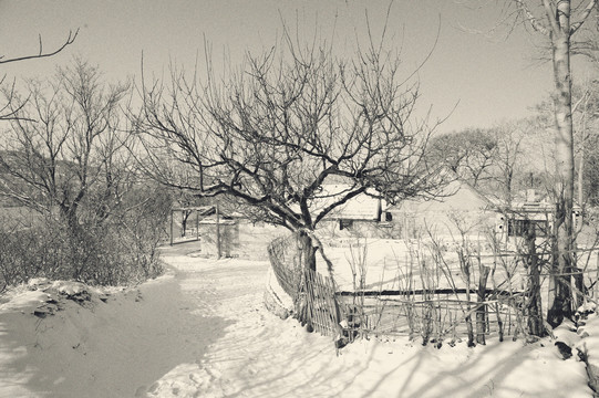 农村下雪