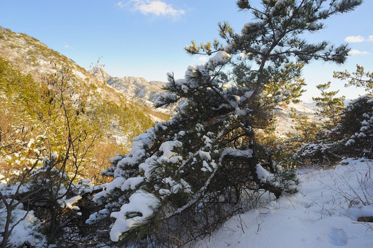 泰山松