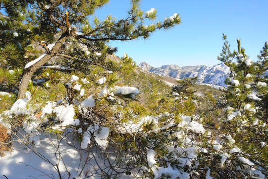 泰山松