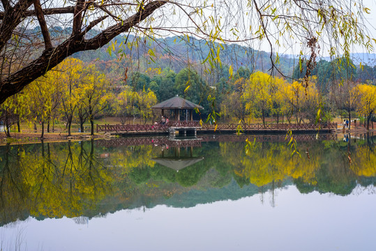 岳麓秋色