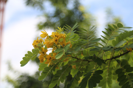 黄花槐