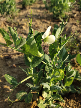 豌豆 荷兰豆 豌豆花 花 菜花