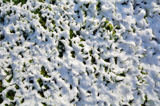 草地阳光雪