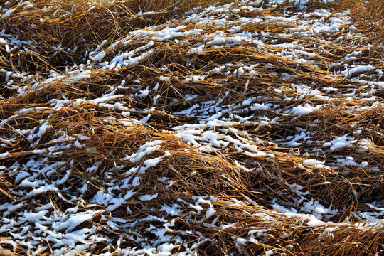 冰雪融化的枯草地
