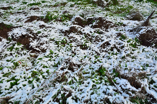 雪后草地背景