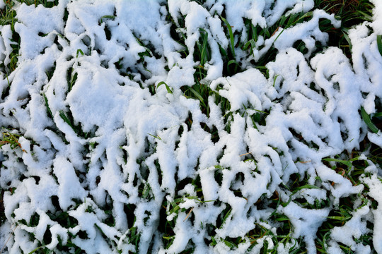 雪后草地