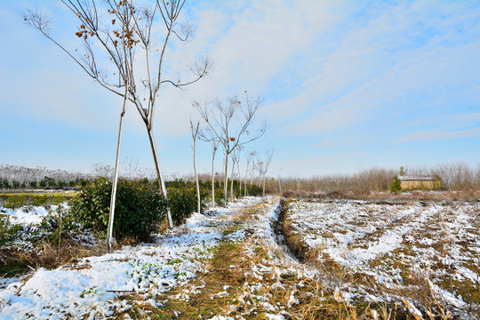 武汉新洲农村雪景