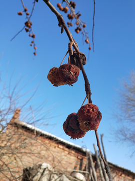 风干果