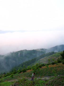 田野