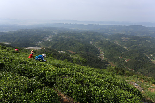 采茶劳动