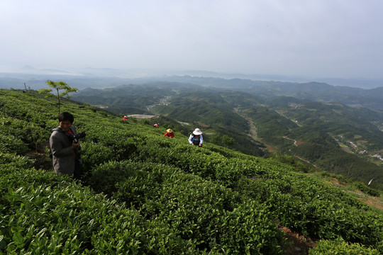 采茶摄影