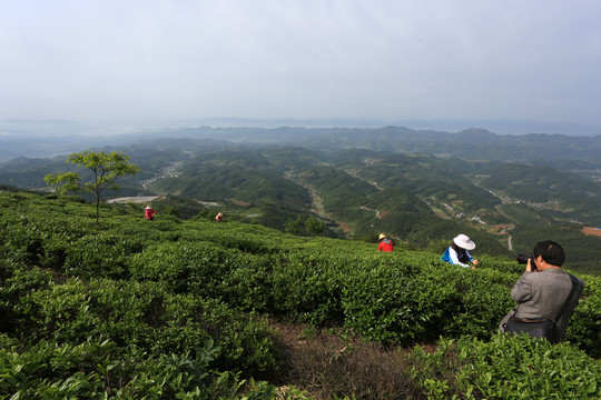 高山茶园