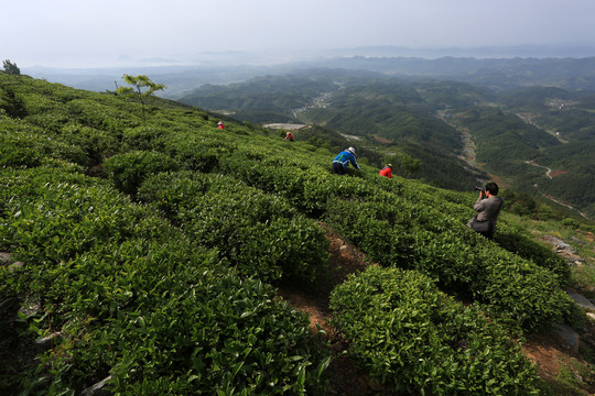 茶香万里