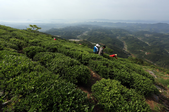 高原茶叶