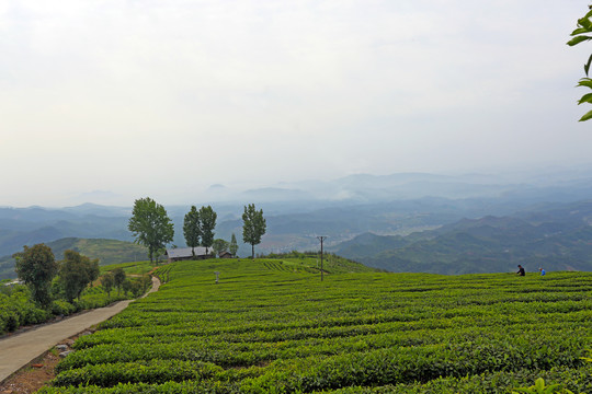 茶叶基地