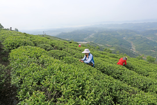 茶山